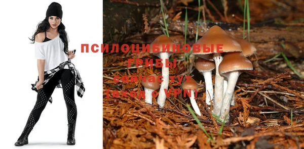 твердый Новозыбков